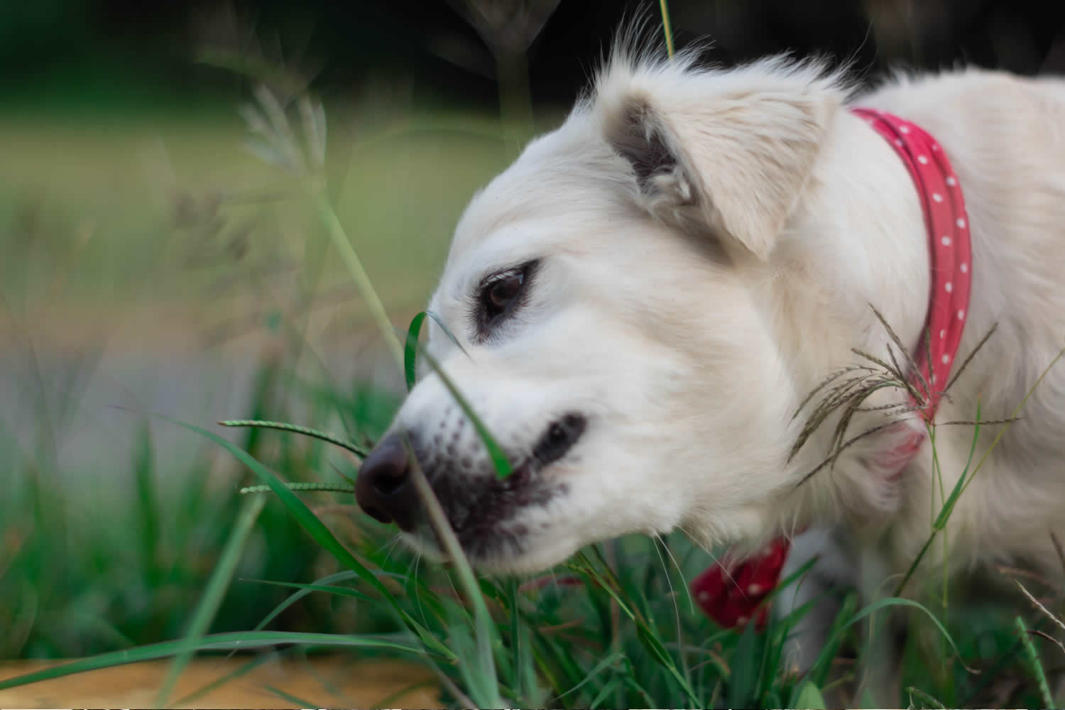 Curated Why Do Dogs Eat Grass Before Bed Gallery View 41