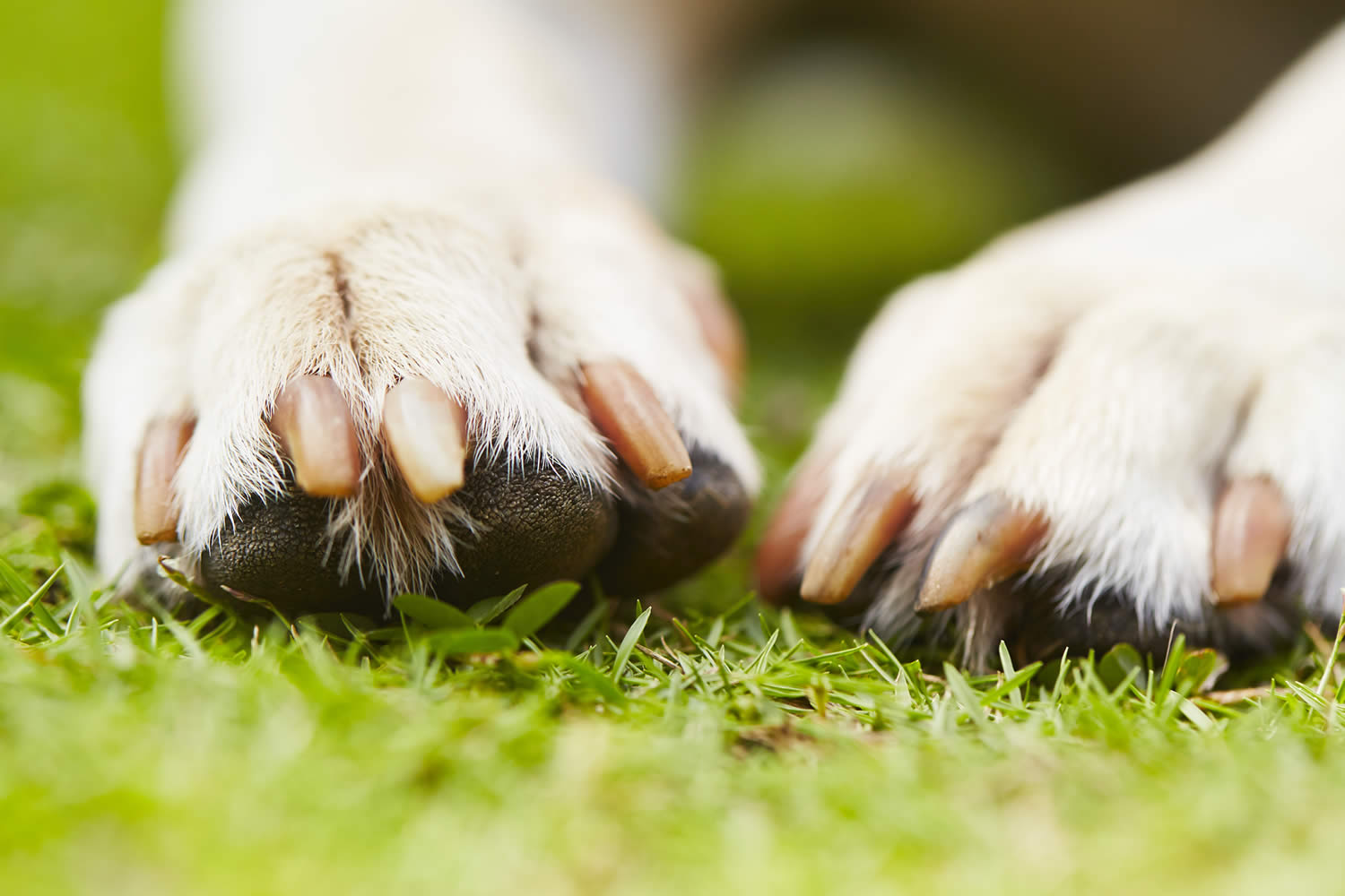 just-dog-people-dog-treats-food-services-garner-clayton-smithfield-raleigh-nc-dog-grooming-nail-clipping-near-me