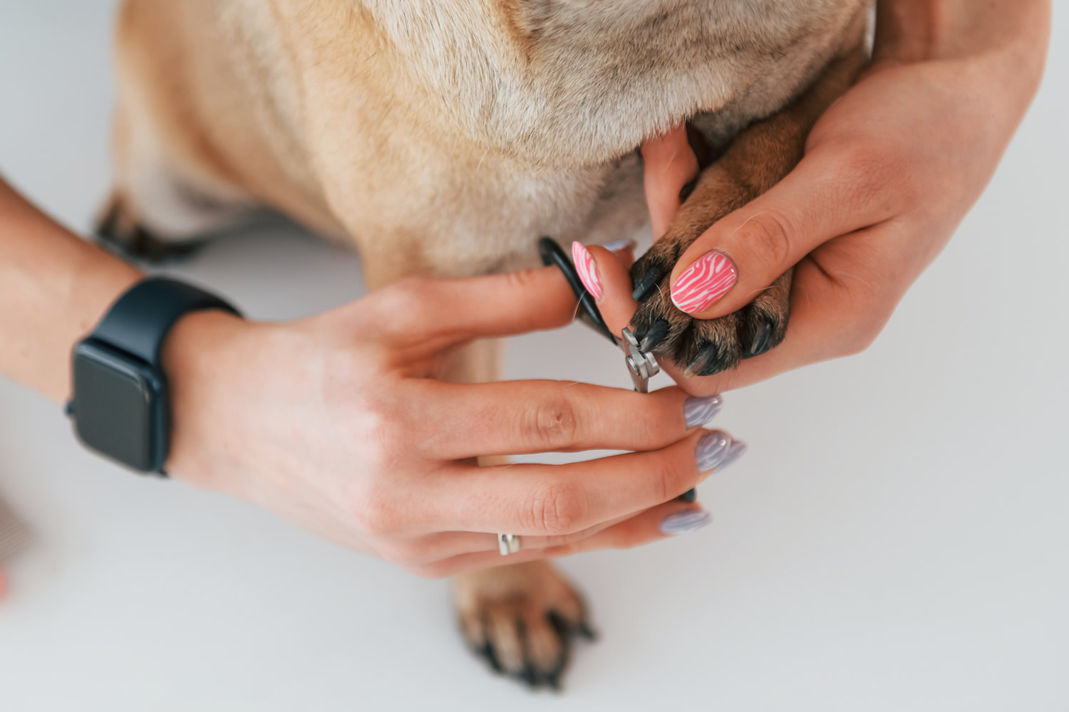 just-dog-people-dog-treats-food-services-garner-clayton-smithfield-raleigh-nc-dog-nail-clipping--near-me